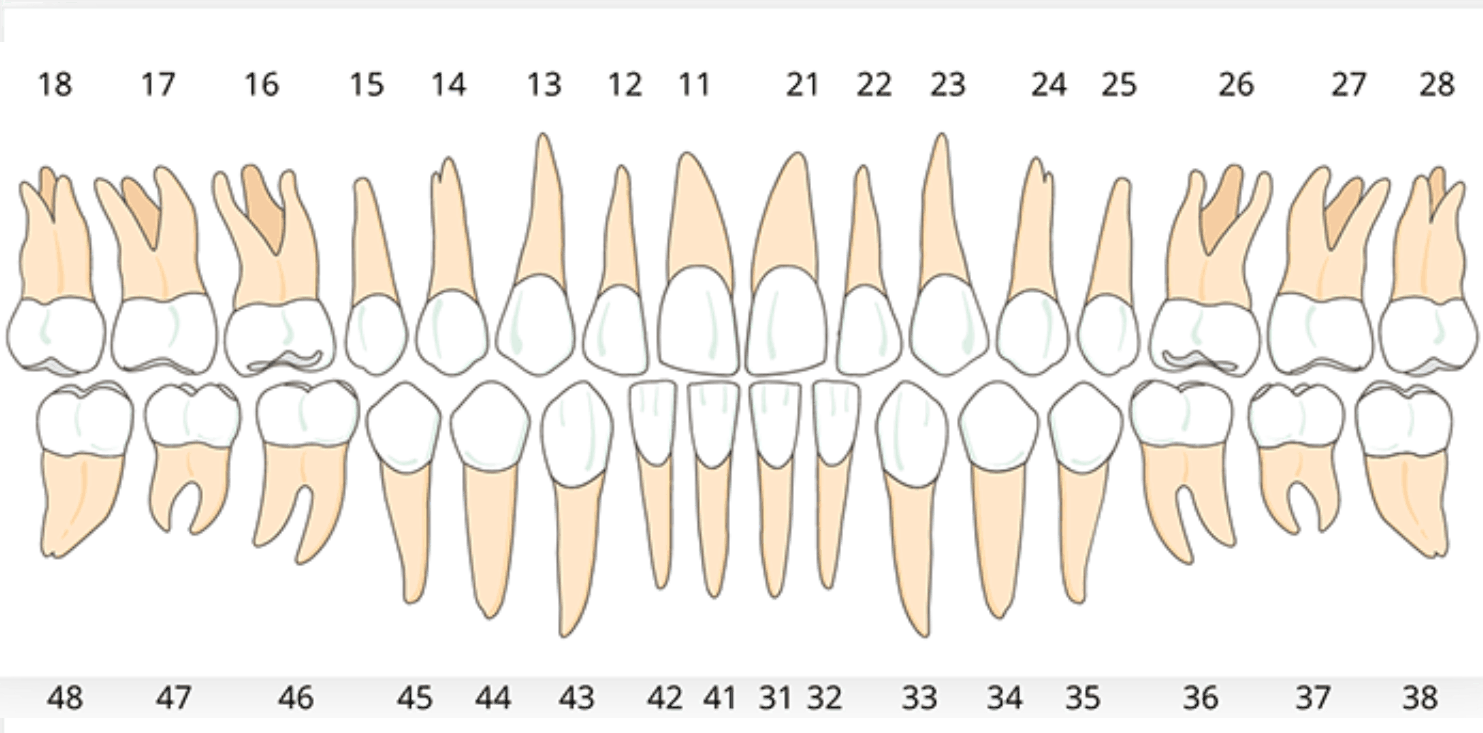 Άνω κάτω γνάθος