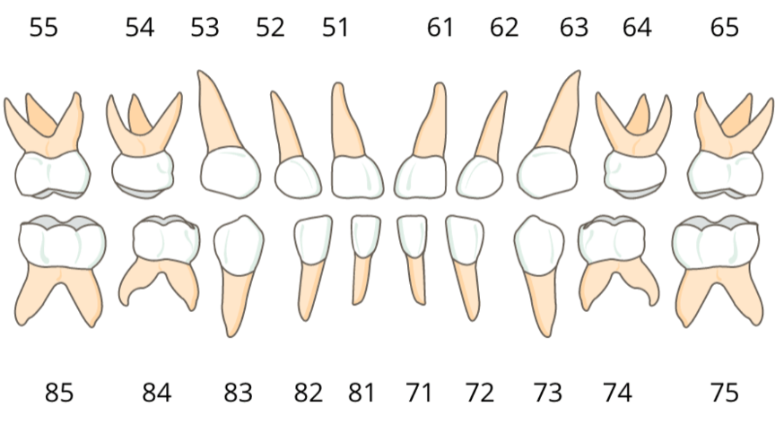 Άνω κάτω γνάθος
